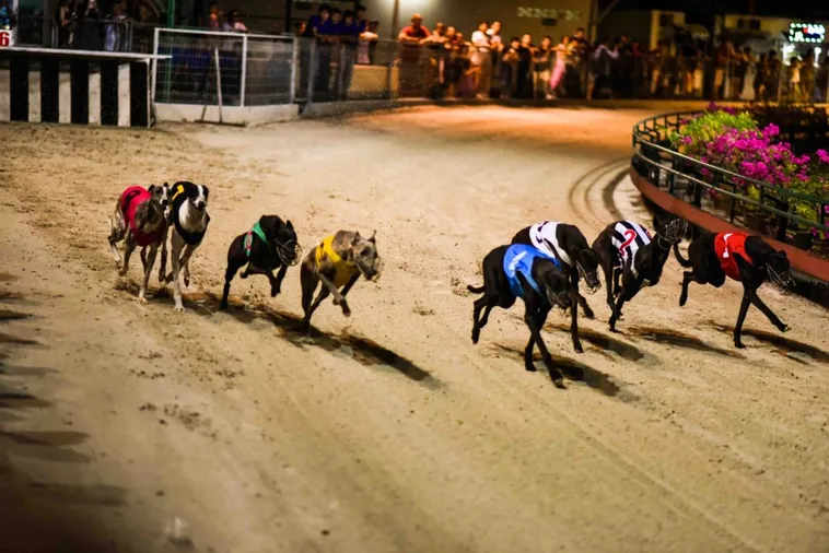 Chiến Thuật Chơi Game Nhanh Đua Chó 22Bet Chắc Thắng Trong Tay