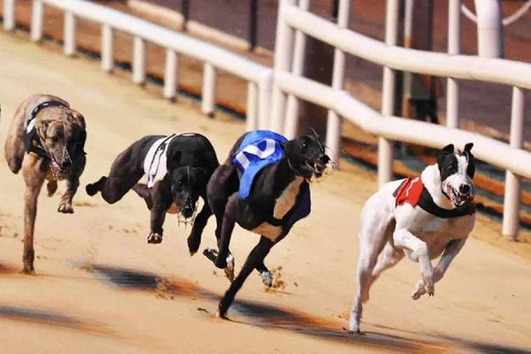 Chiến Thuật Chơi Game Nhanh Đua Chó 22Bet Chắc Thắng Trong Tay