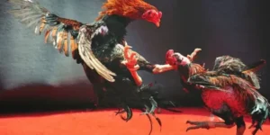 Cách Chơi Đá Gà WS168 Tại 22Bet Chinh Phục Mọi Kèo Cược